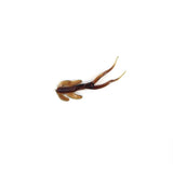 Clam Matdi 1 1/2"